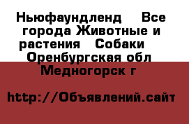 Ньюфаундленд  - Все города Животные и растения » Собаки   . Оренбургская обл.,Медногорск г.